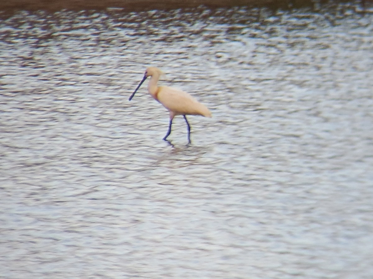 Eurasian Spoonbill - ML448230411