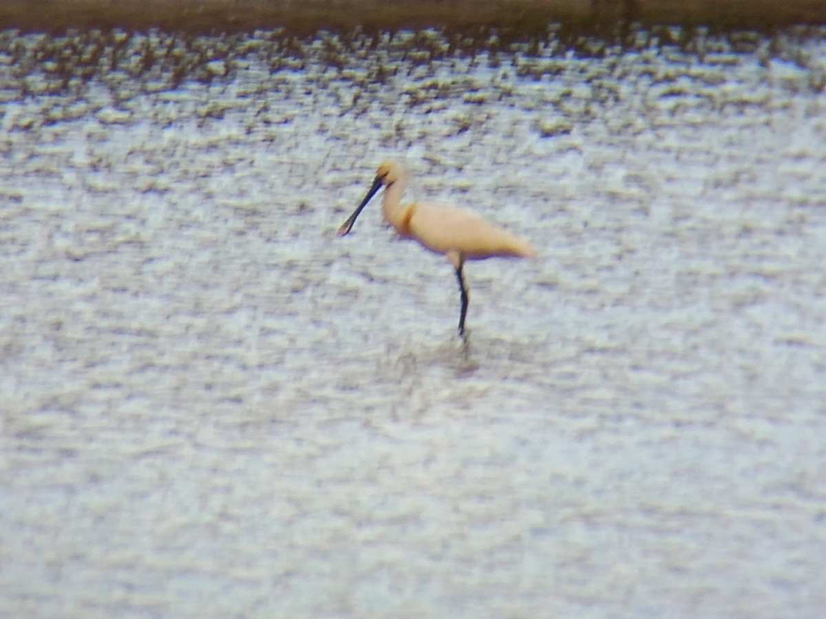 Eurasian Spoonbill - ML448230421