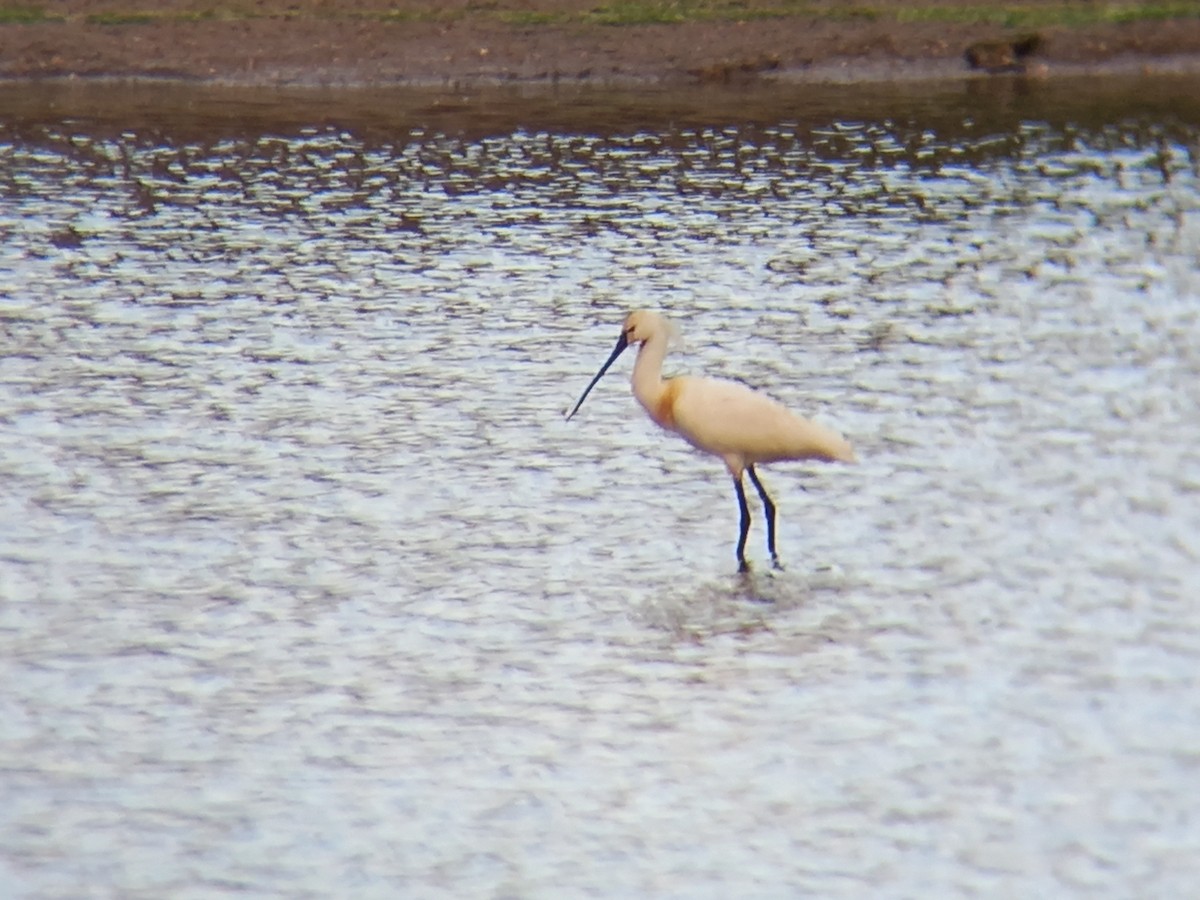 Eurasian Spoonbill - ML448230431