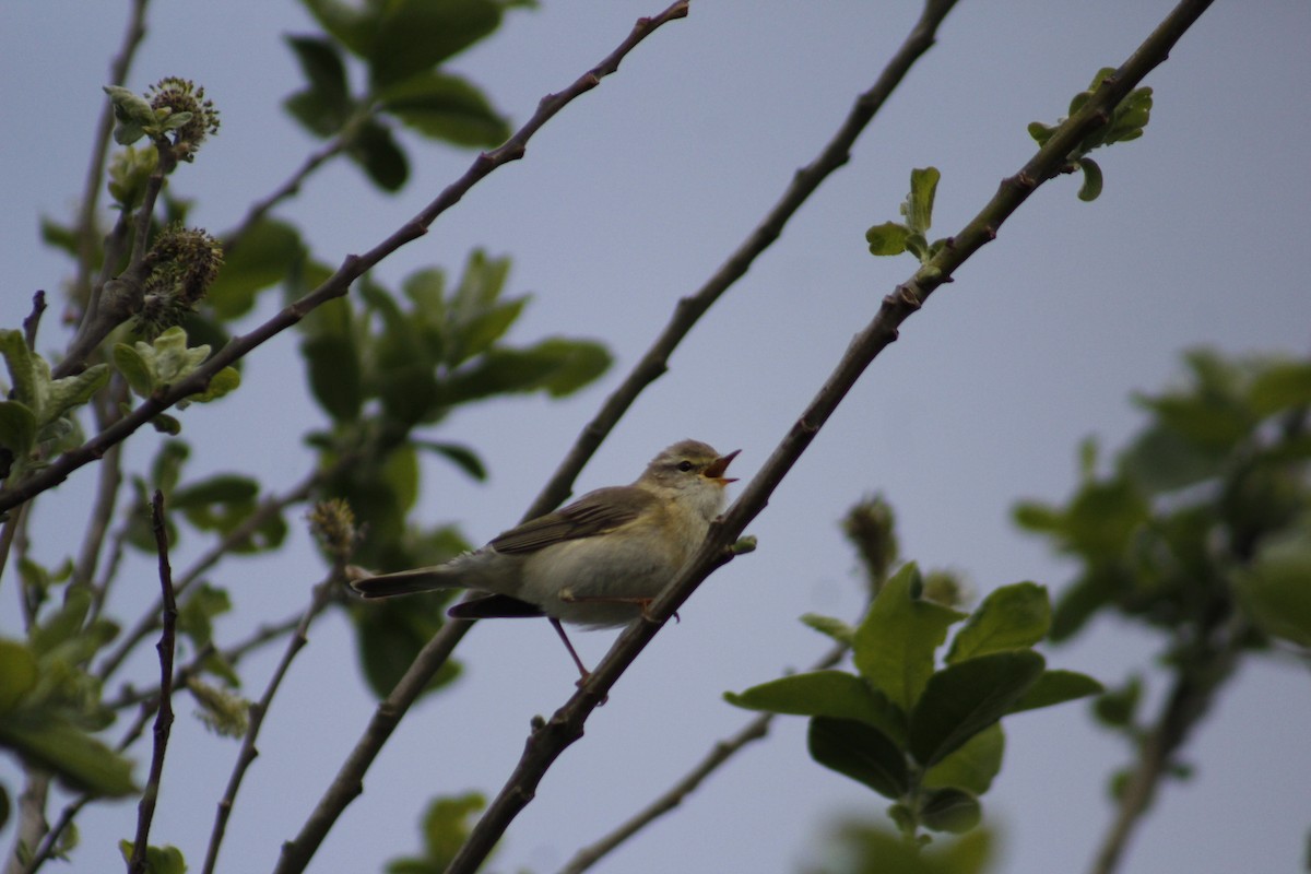 Willow Warbler - ML448232001