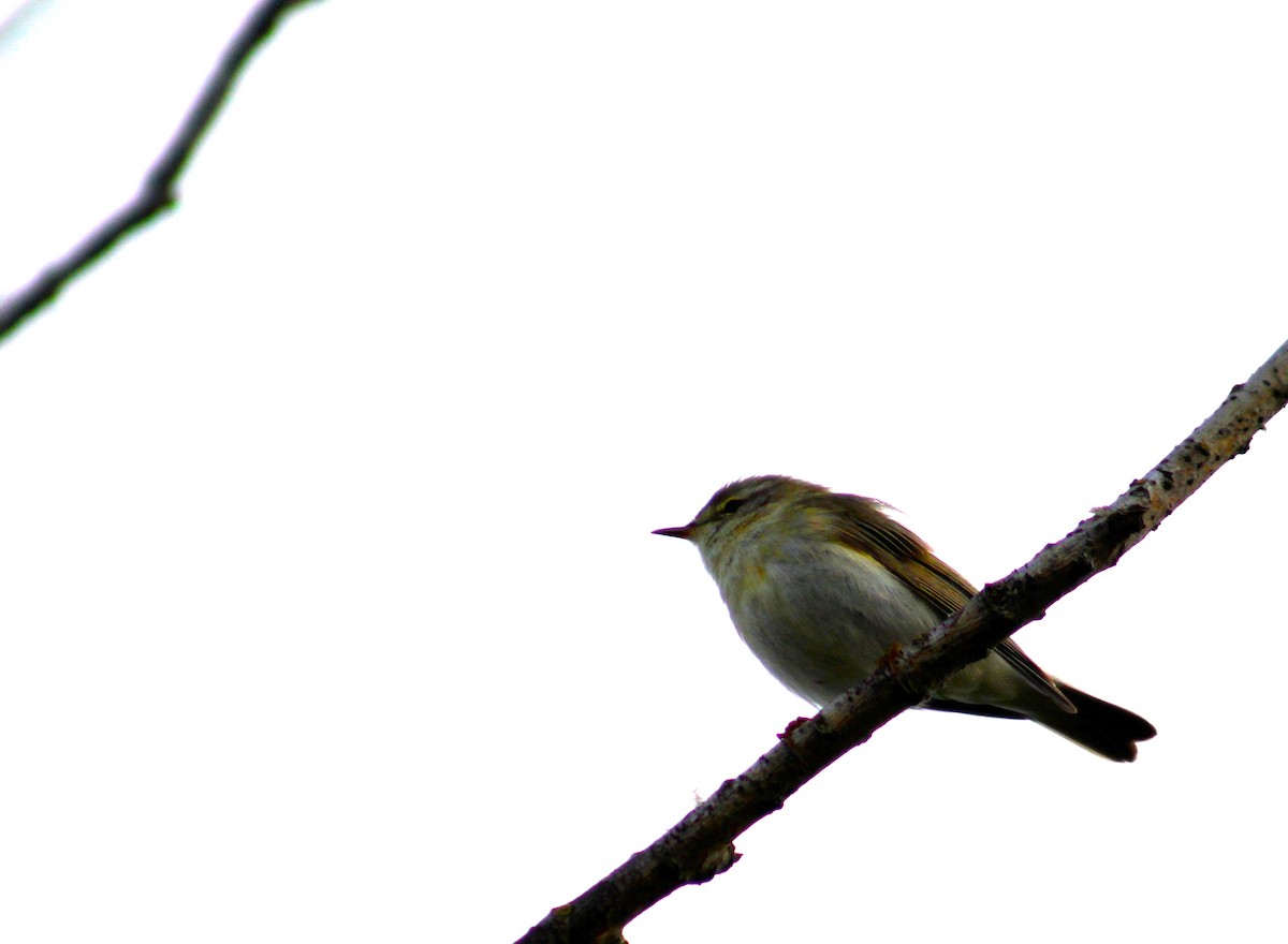 Willow Warbler - ML448232111