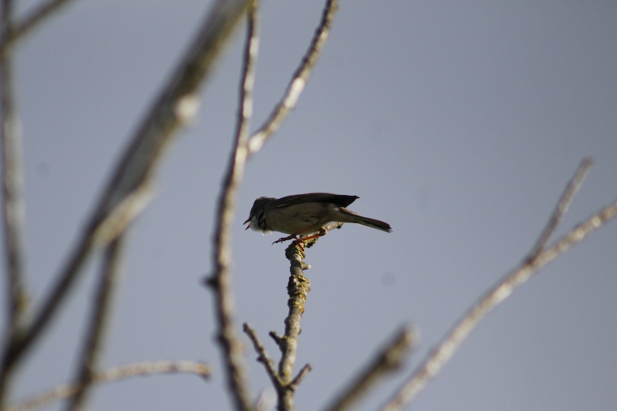 Greater Whitethroat - ML448232251