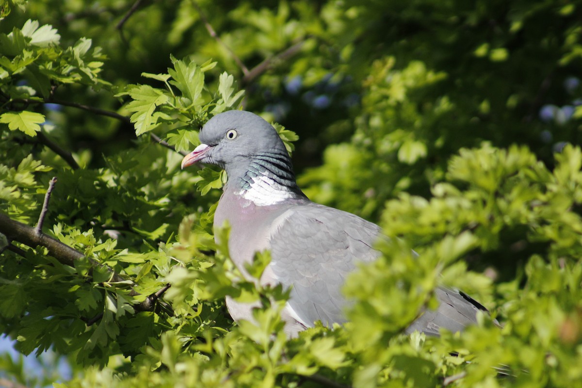 Common Wood-Pigeon (White-necked) - ML448232281