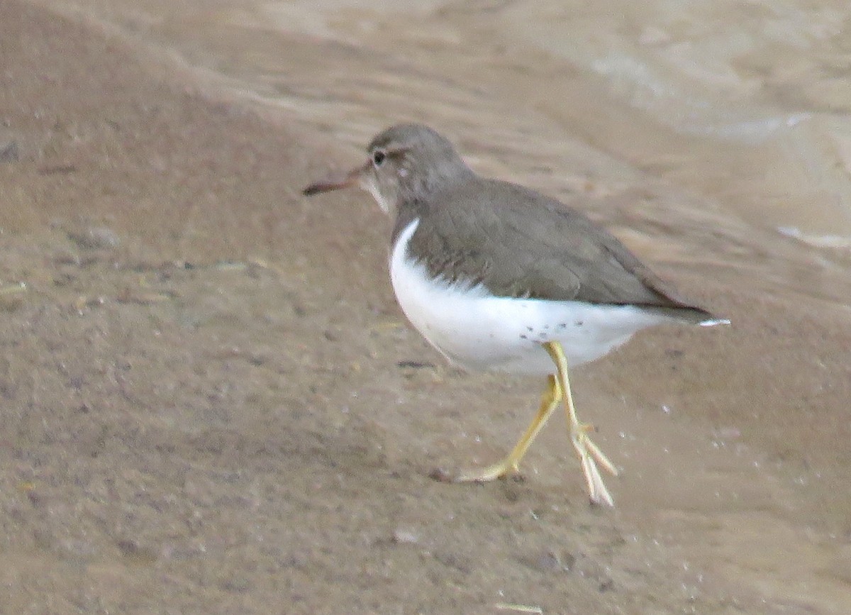 Spotted Sandpiper - Lisa Cancade Hackett