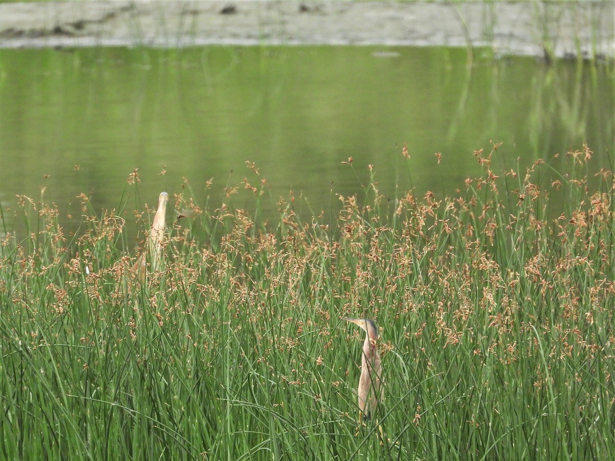 Yellow Bittern - ML448234271