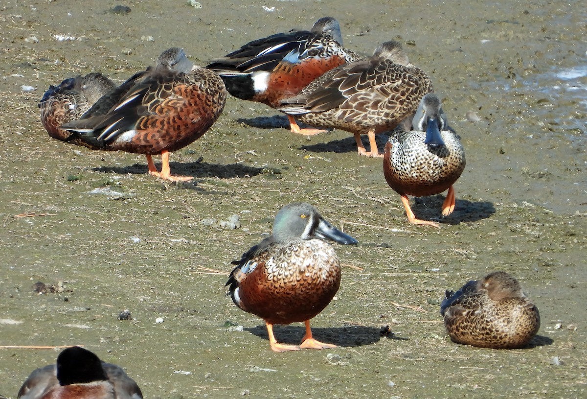 ミカヅキハシビロガモ - ML448234381