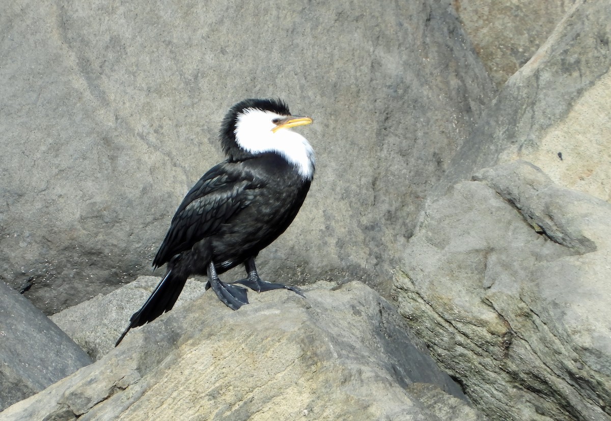 Little Pied Cormorant - Steve Purdon