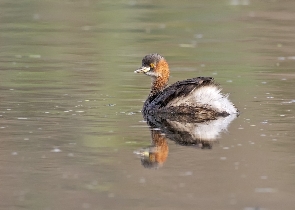 Little Grebe - ML448235051