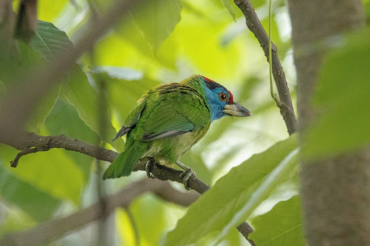 Blue-throated Barbet - ML448235661