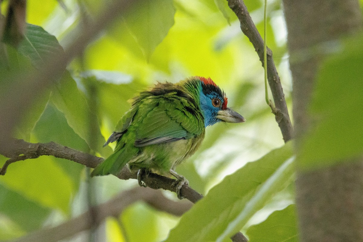 Blue-throated Barbet - ML448235671