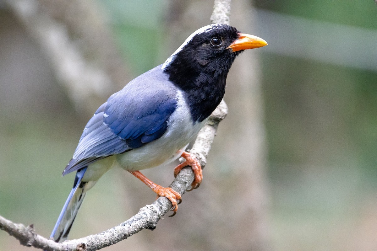 Red-billed Blue-Magpie - ML448235751