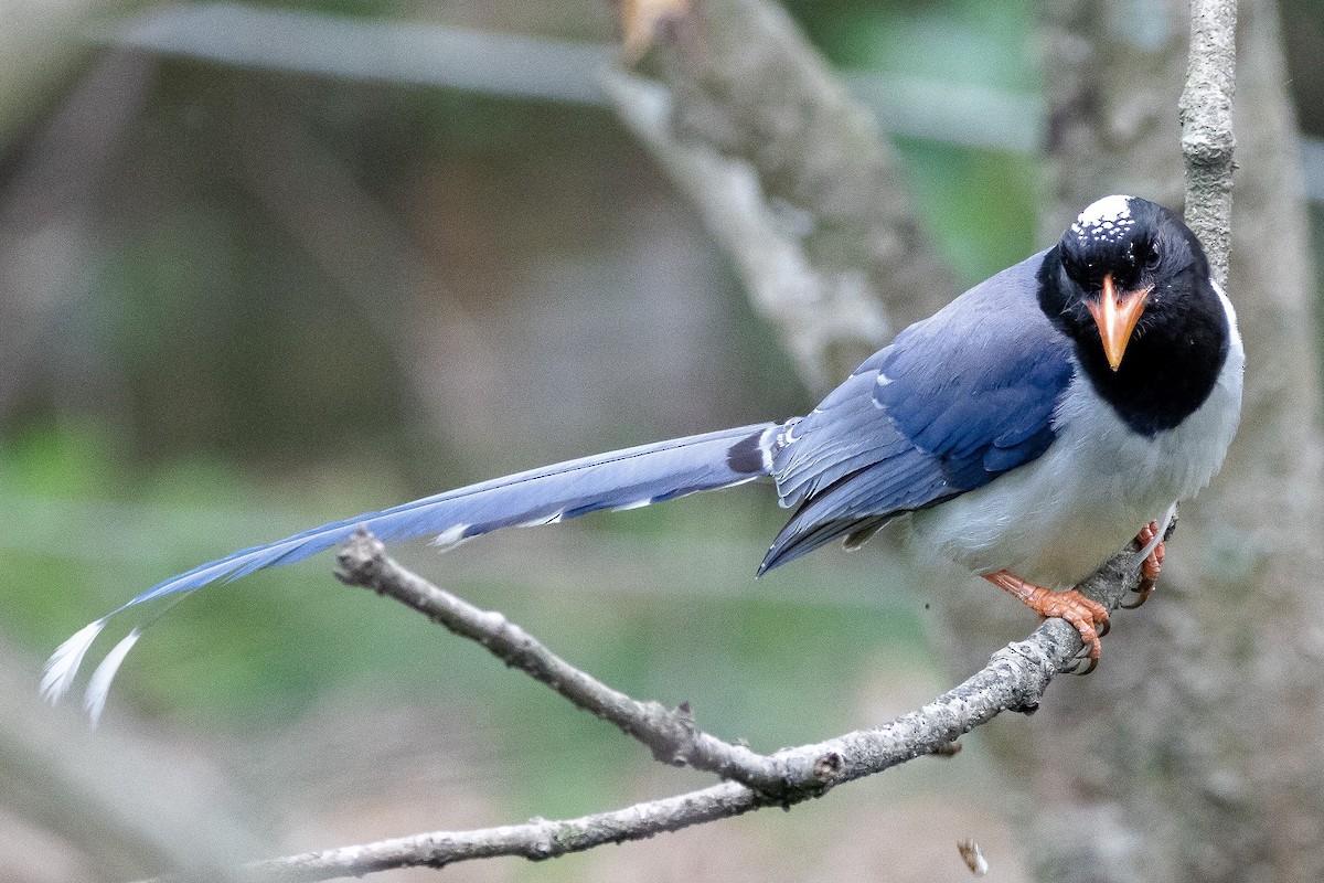 Red-billed Blue-Magpie - ML448235761