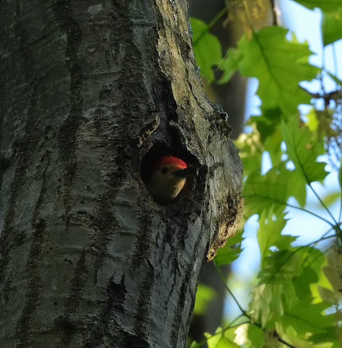 Red-bellied Woodpecker - ML448236741