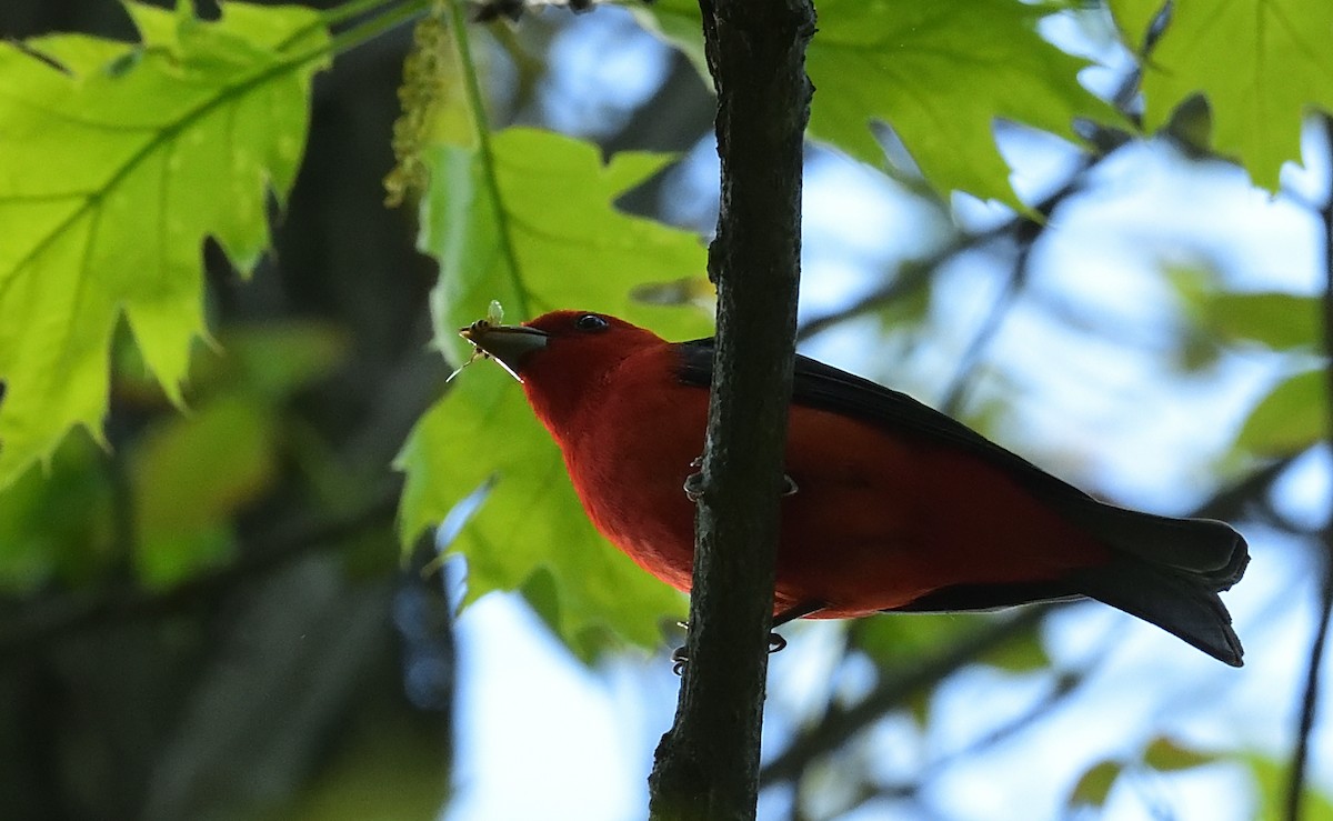 Scarlet Tanager - ML448236831
