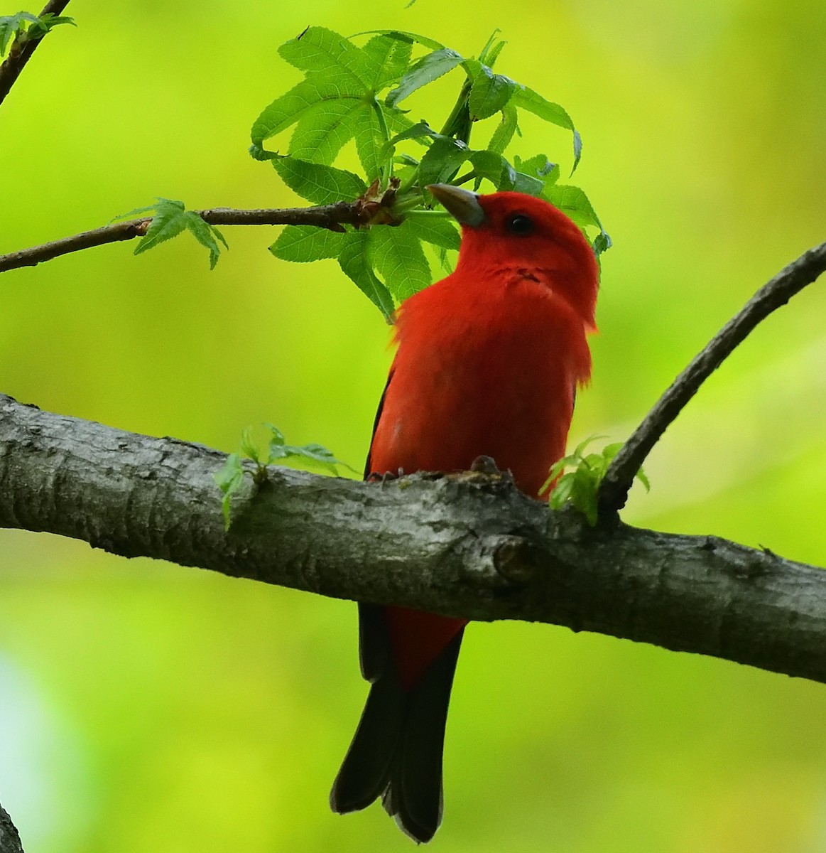 Scarlet Tanager - ML448236841