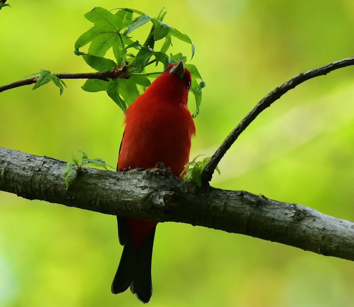 Scarlet Tanager - ML448236851