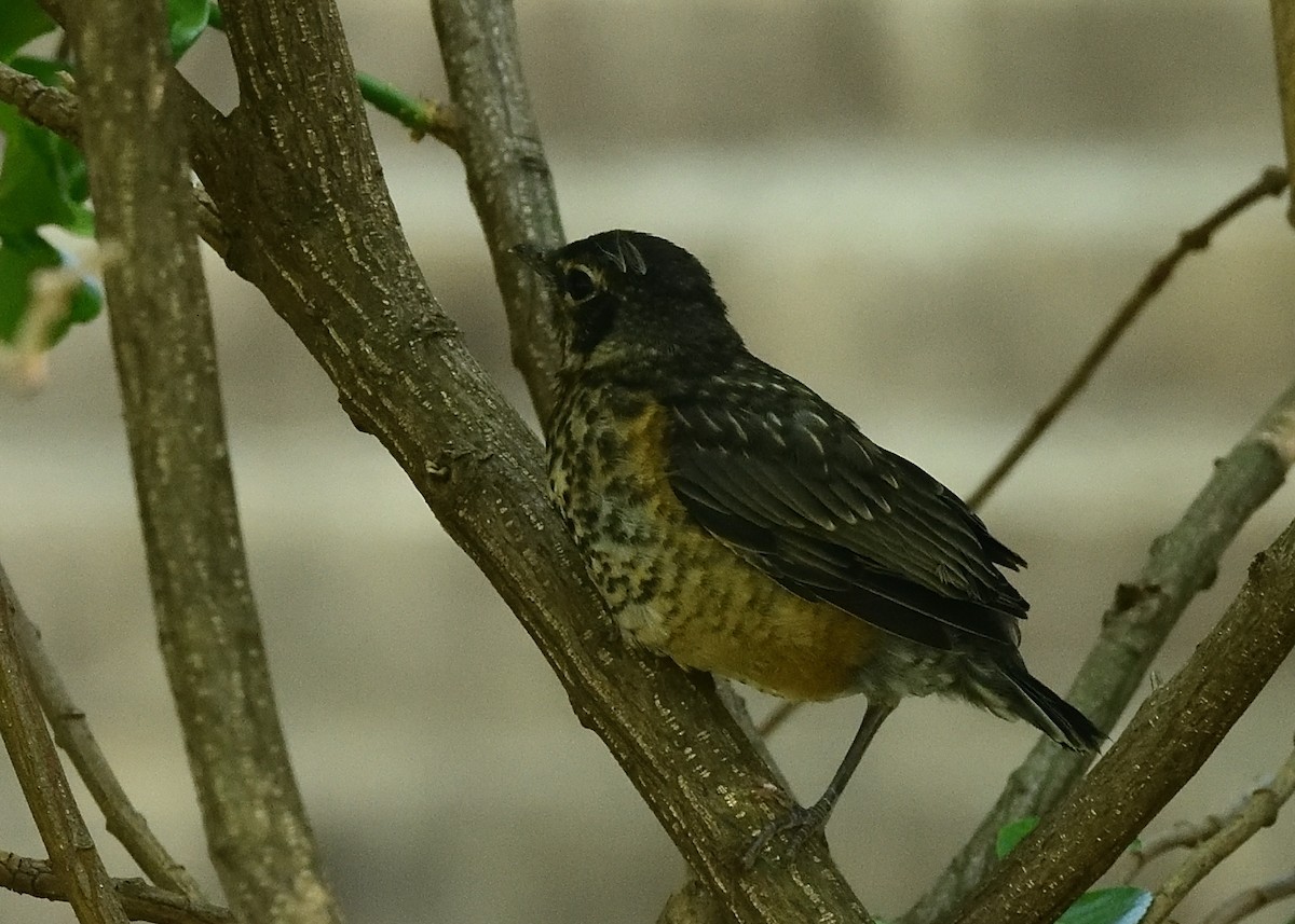 American Robin - ML448236861