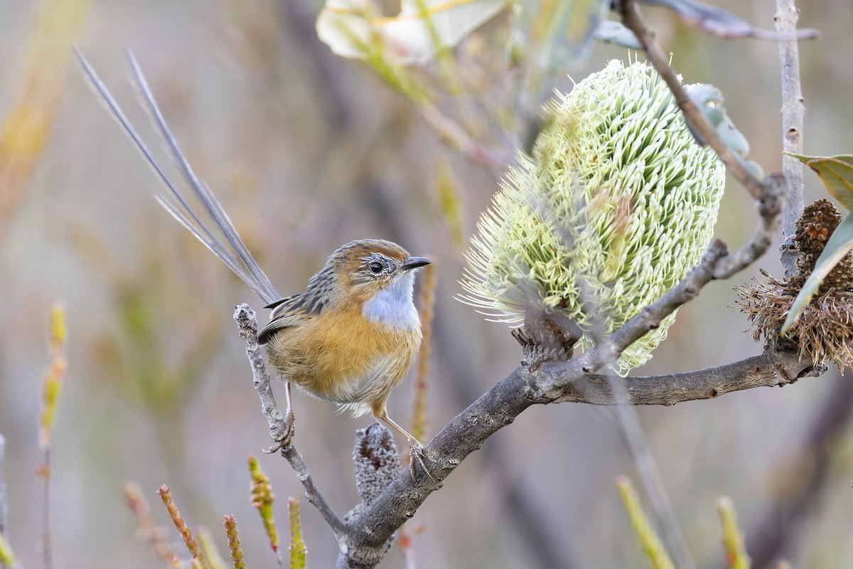 Southern Emuwren - Timothy Paasila