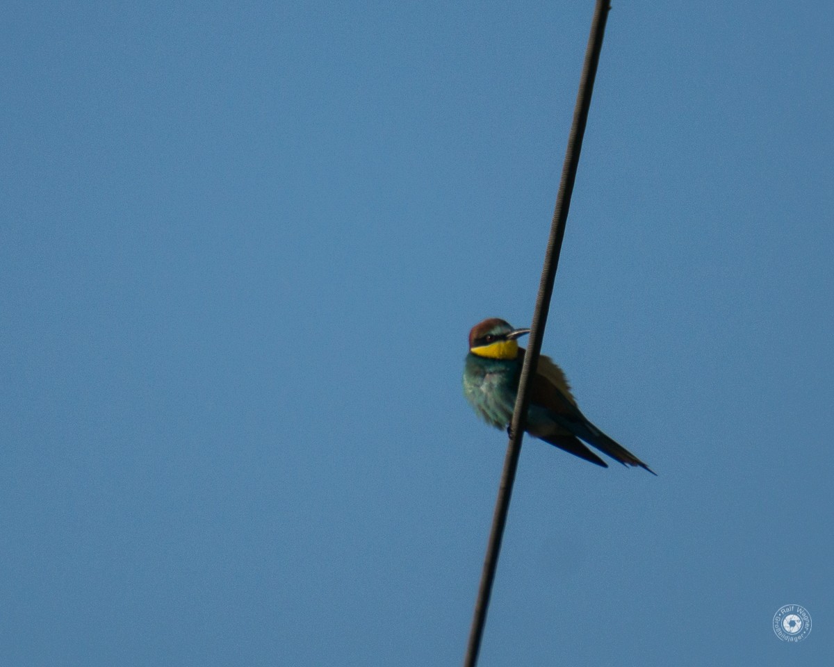 European Bee-eater - ML448237441