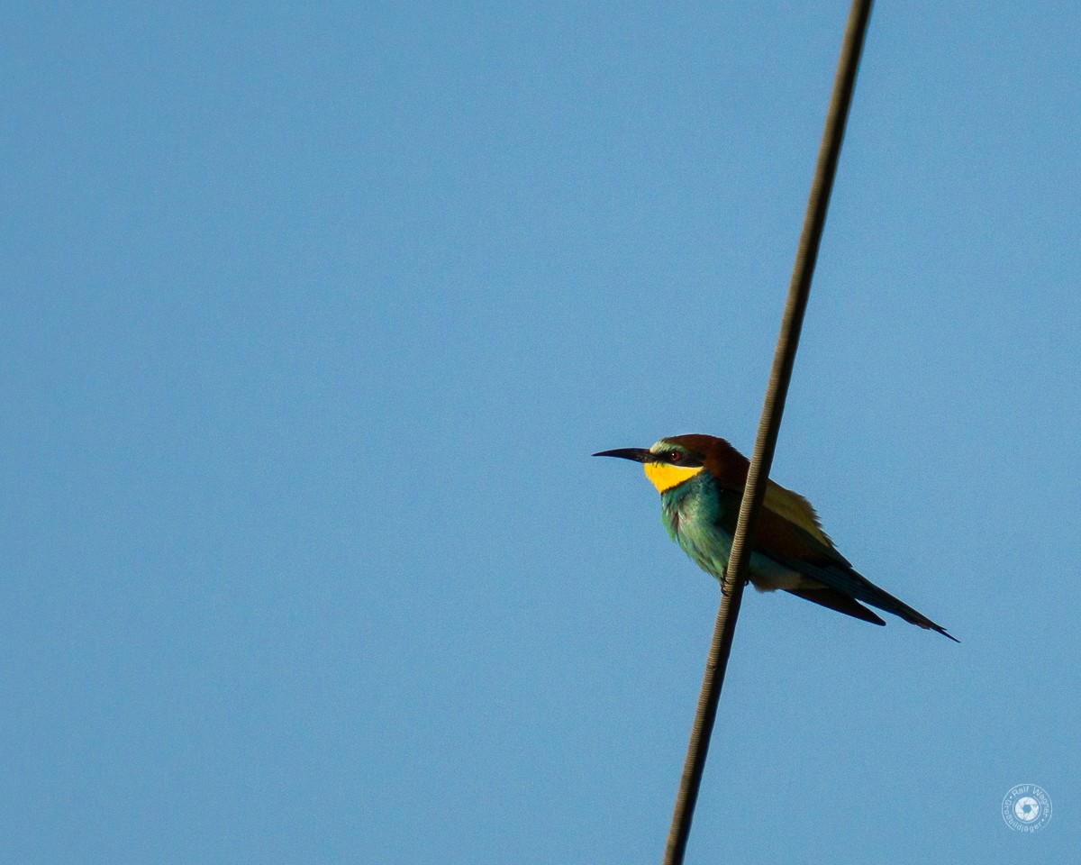 European Bee-eater - ML448237461