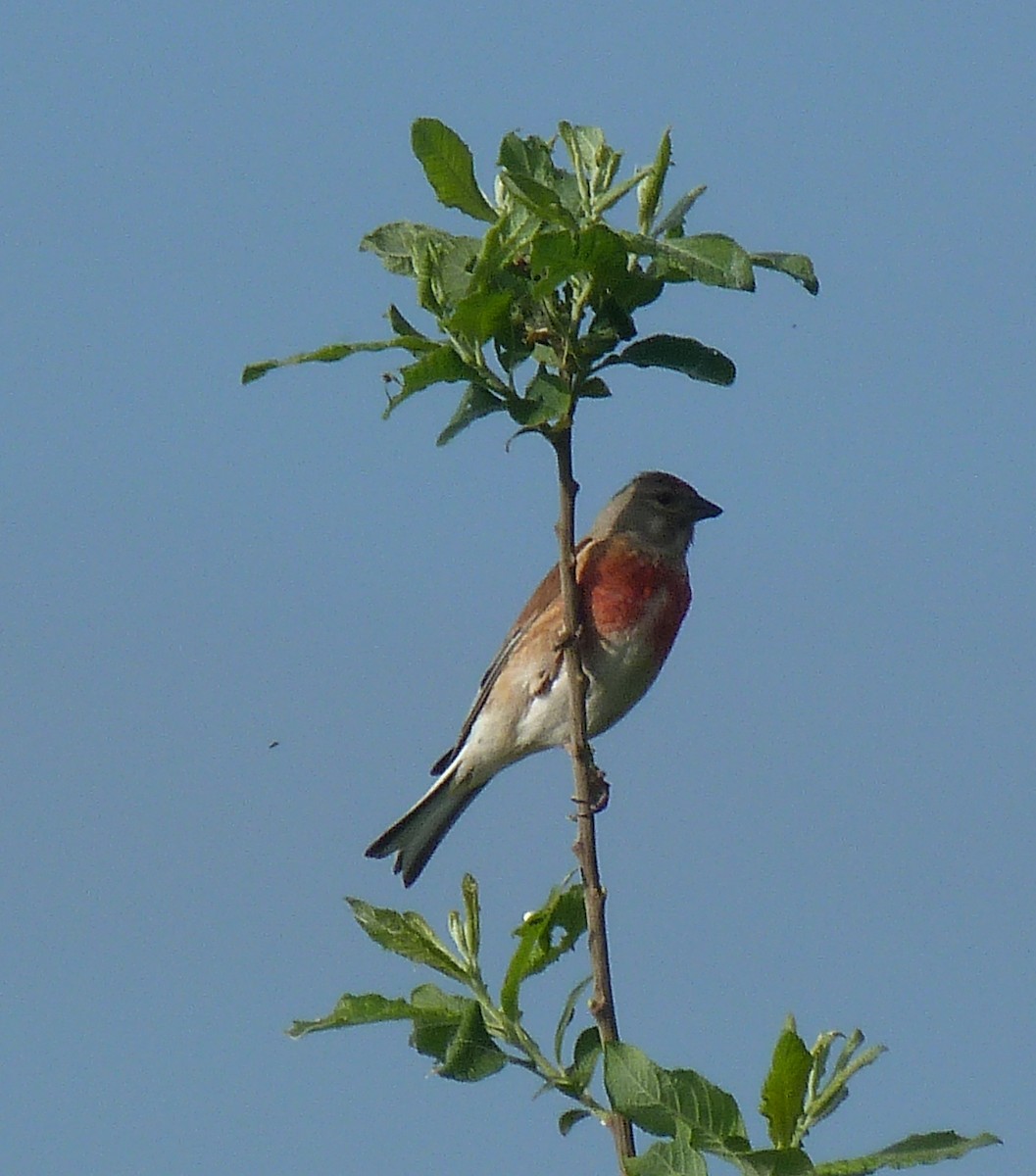 ムネアカヒワ - ML448238191