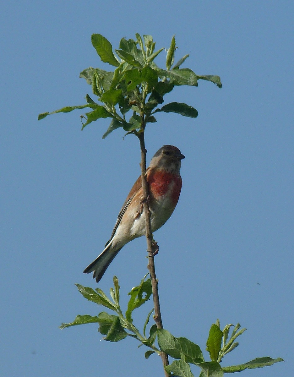 ムネアカヒワ - ML448238221