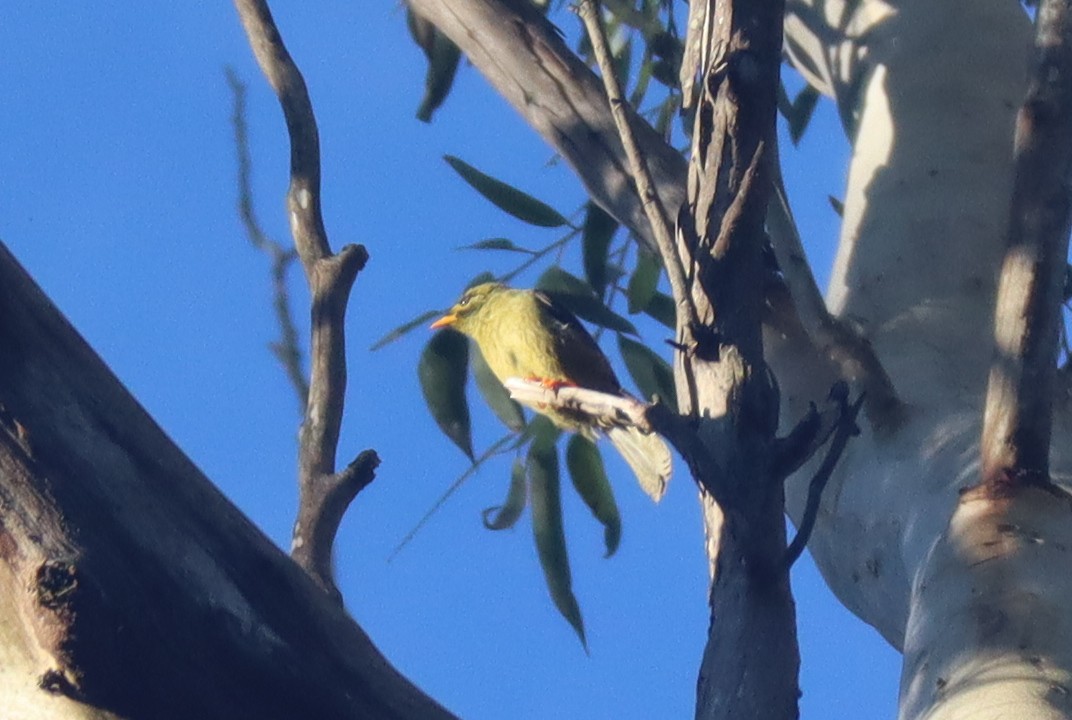 Bell Miner - ML448238961