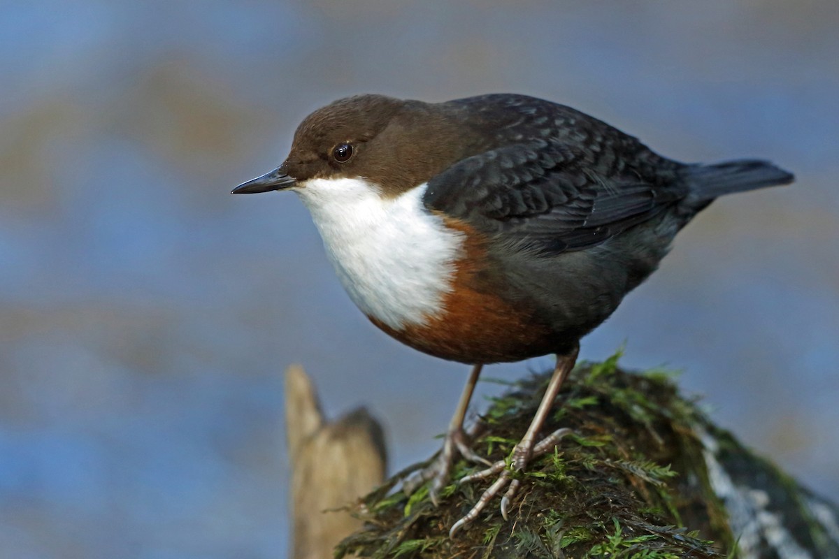 White-throated Dipper - ML44823921