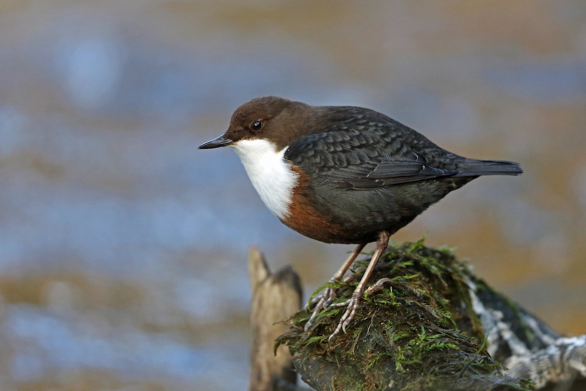 White-throated Dipper - Nigel Voaden