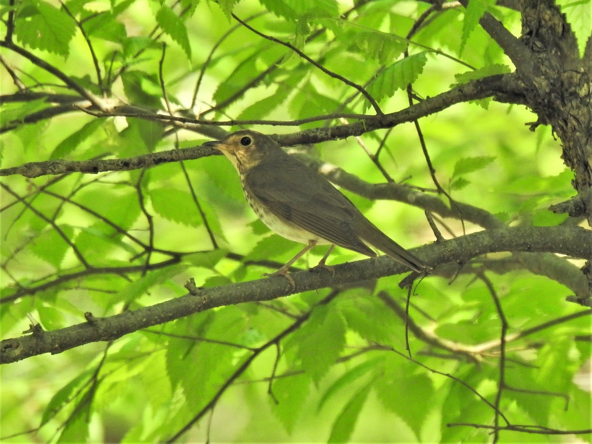 Swainson's Thrush - ML448239691