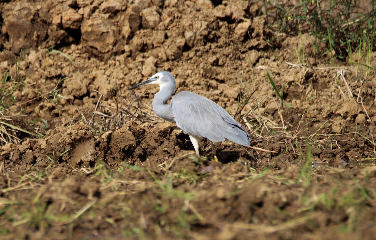 White-faced Heron - ML448240011