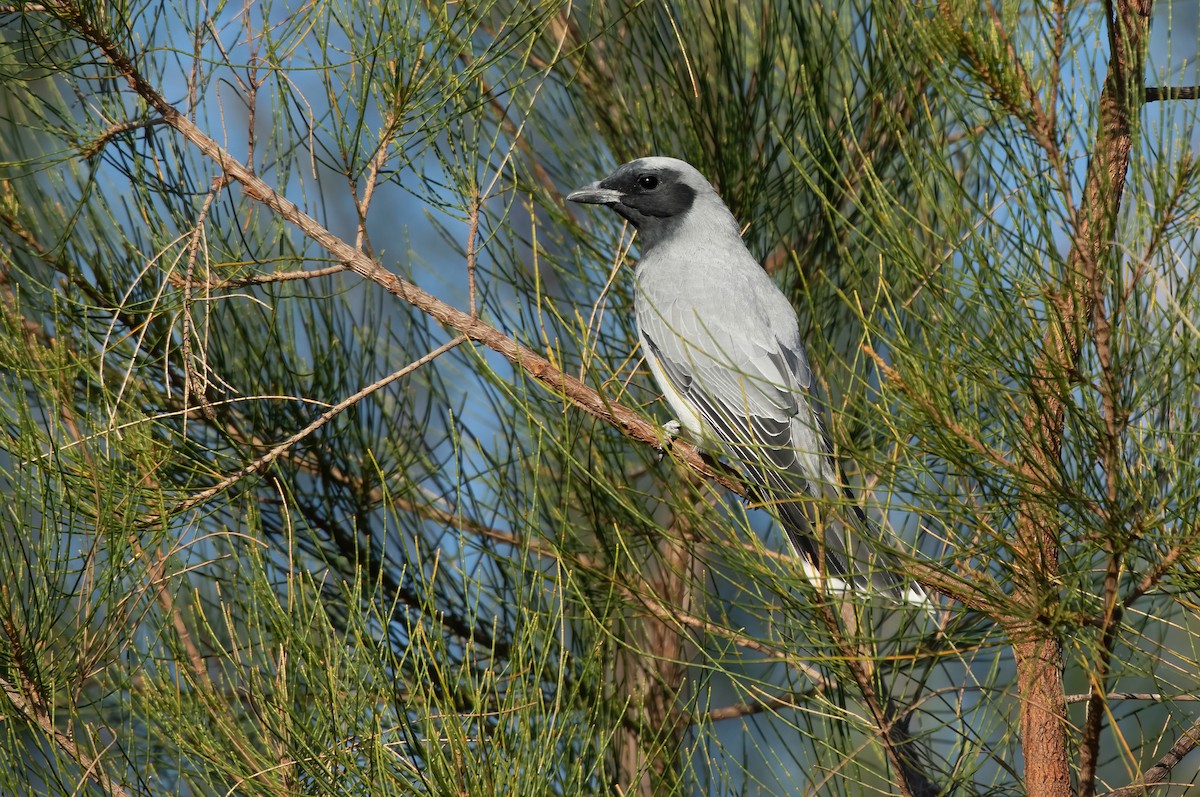 Black-faced Cuckooshrike - ML448240621