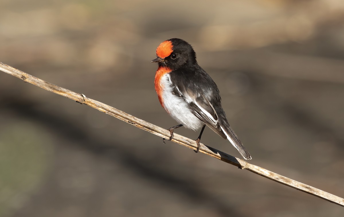 Red-capped Robin - ML448240741