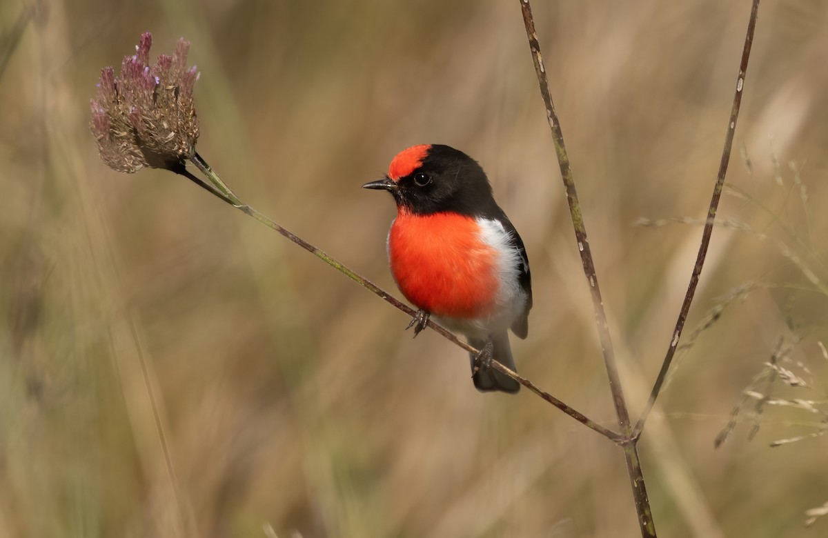 Red-capped Robin - ML448240751
