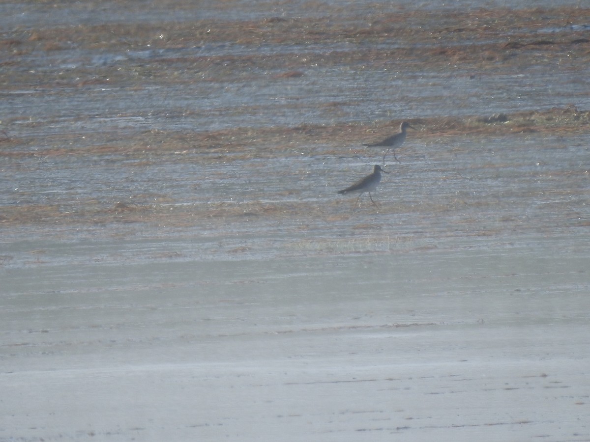 Lesser/Greater Yellowlegs - ML448240851