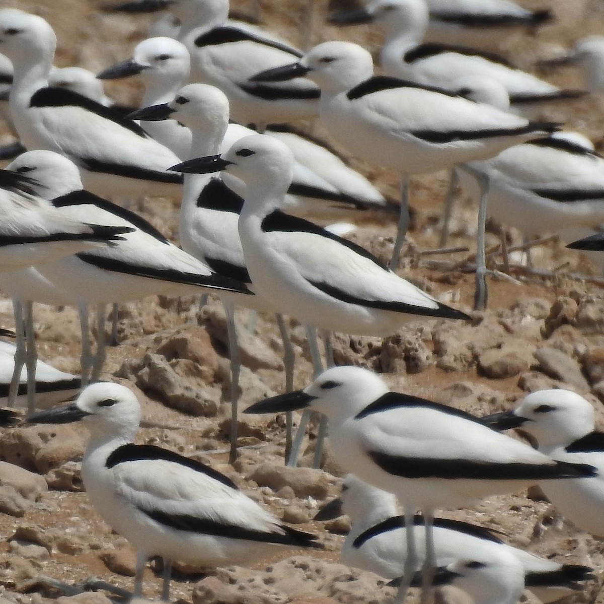 Crab-Plover - ML448240961