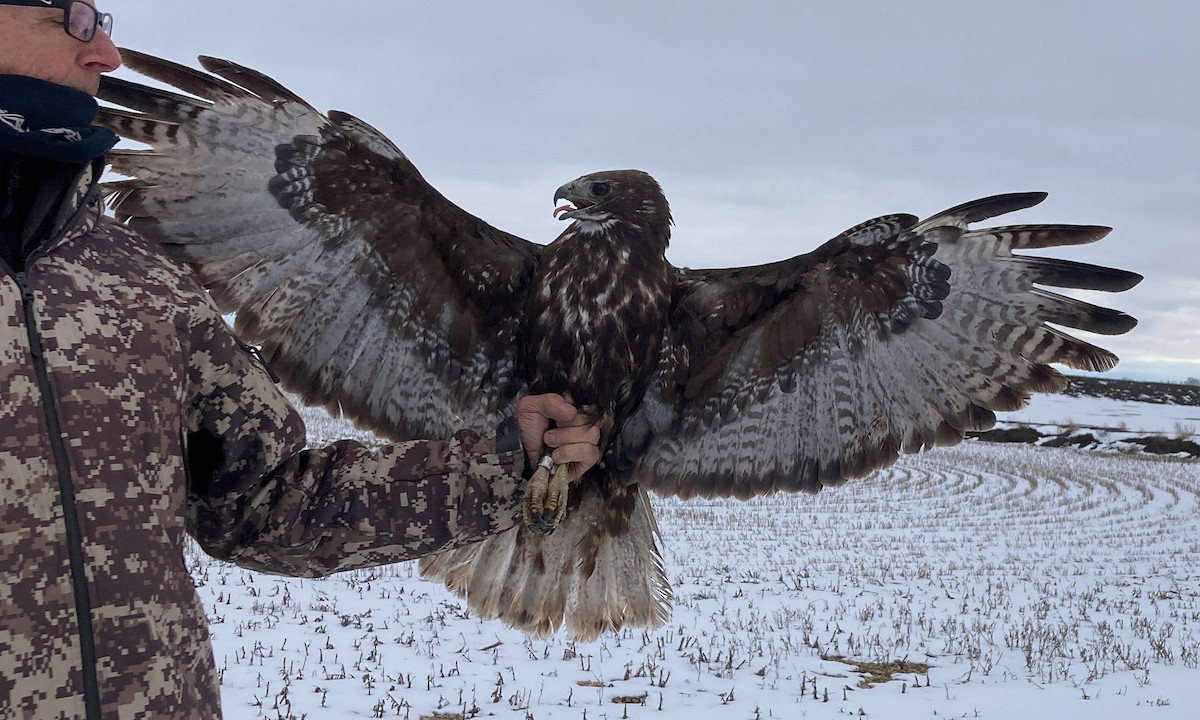 Red-tailed Hawk (Harlan's) - ML448242201