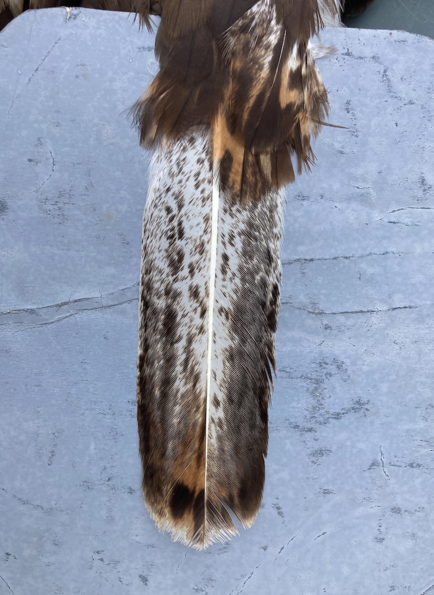 アカオノスリ（harlani） - ML448242241