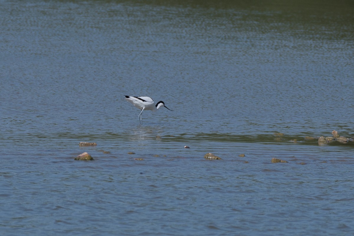 Avocette élégante - ML448242891