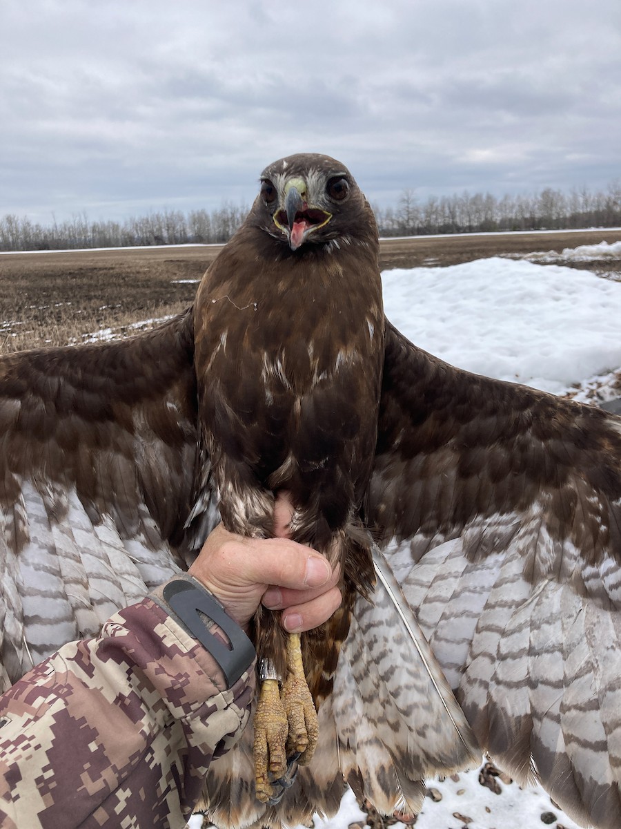 アカオノスリ（calurus／abieticola） - ML448243131