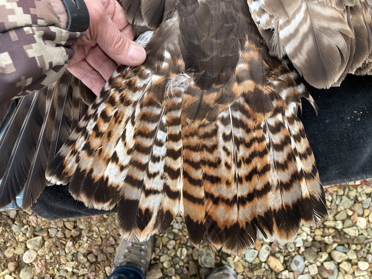 アカオノスリ（calurus／abieticola） - ML448243161