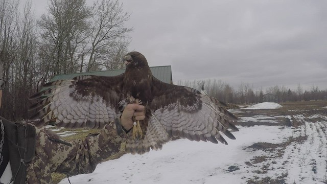 Red-tailed Hawk (calurus/abieticola) - ML448243231