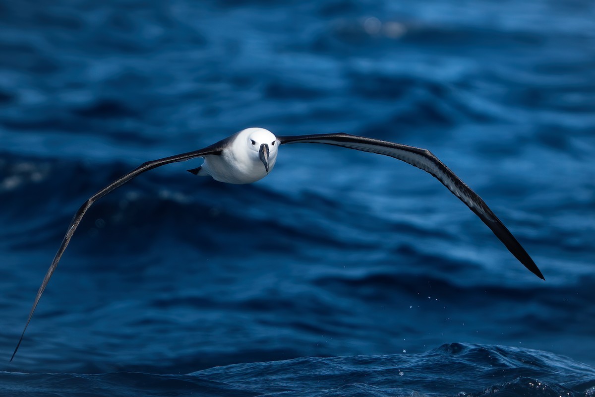 Indian Yellow-nosed Albatross - ML448243291