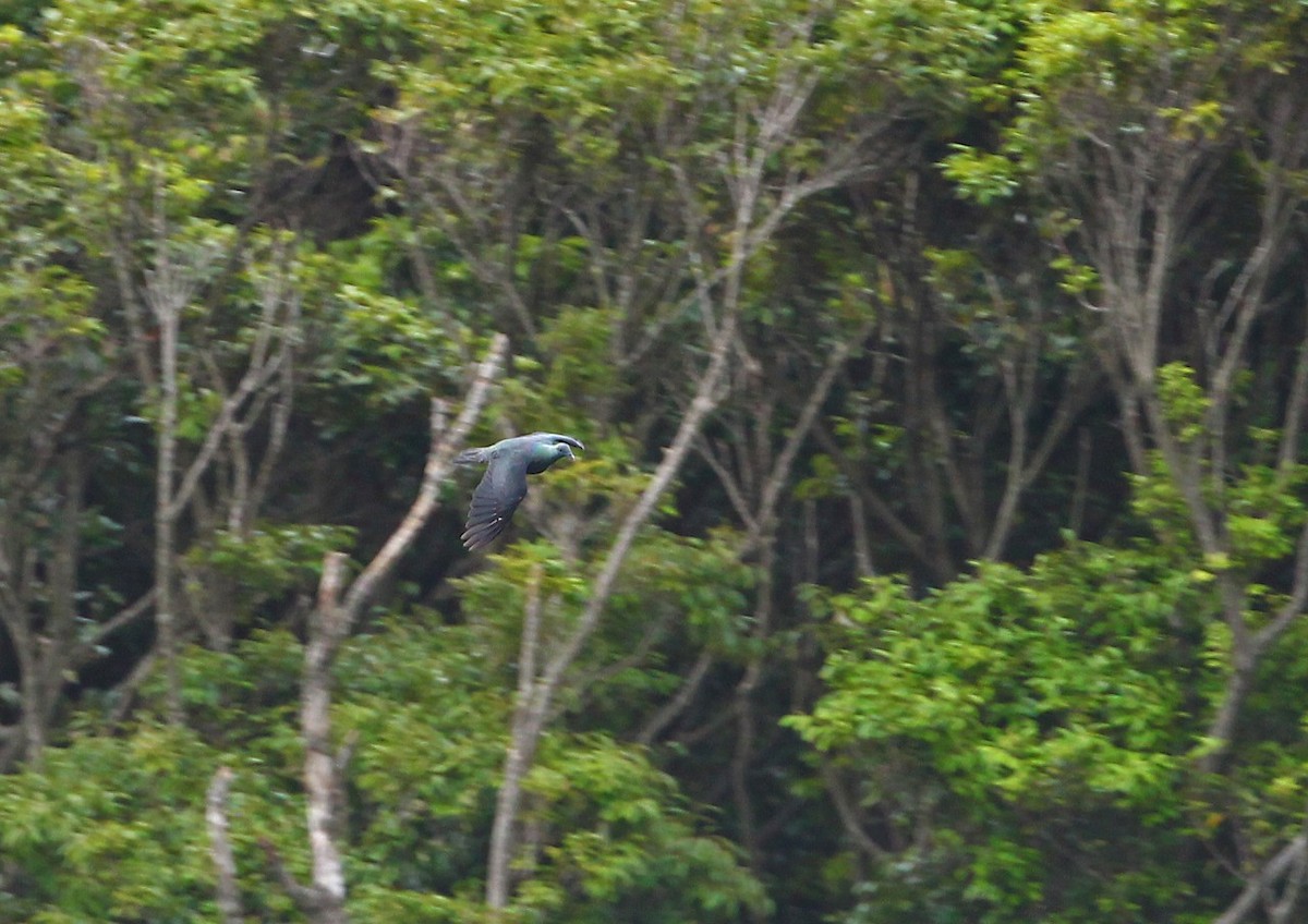 Black Wood-Pigeon - 中込 哲