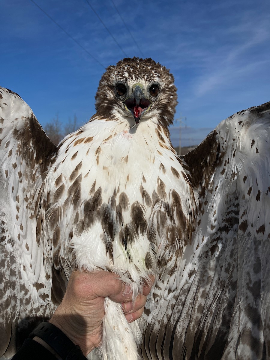 アカオノスリ（harlani） - ML448243731