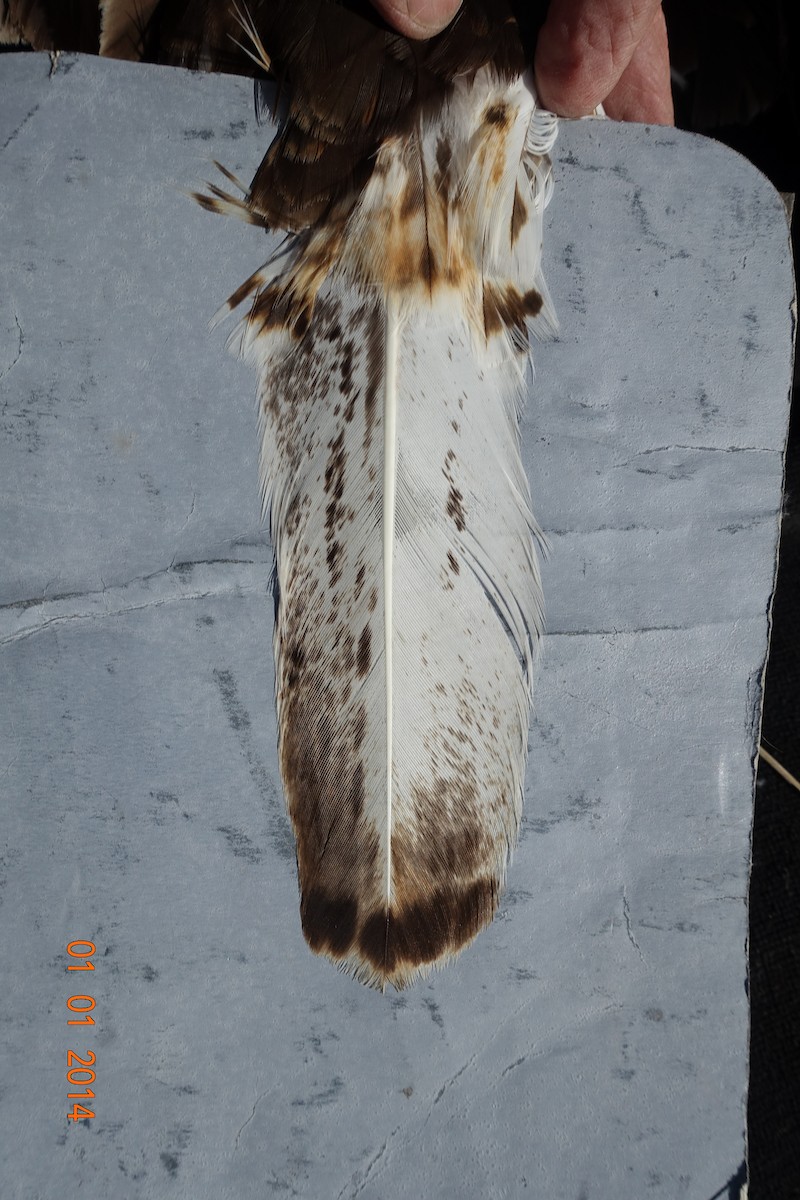 アカオノスリ（harlani） - ML448243751