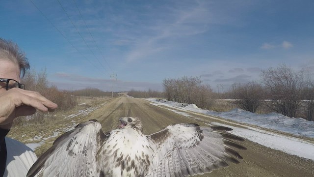 アカオノスリ（harlani） - ML448243811