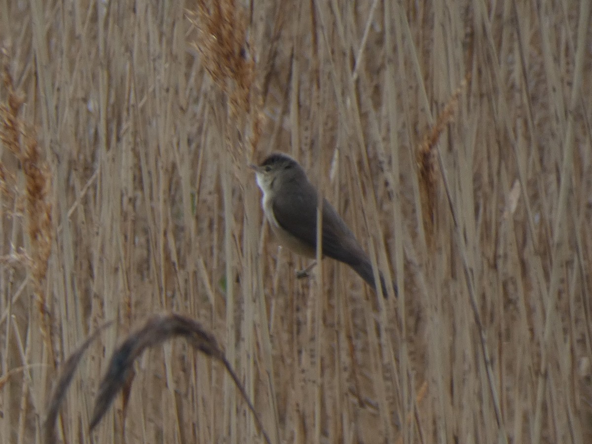 Common Reed Warbler - ML448244341