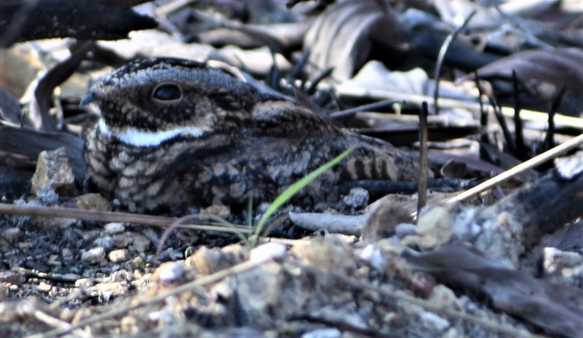 Spotted Nightjar - ML448244431