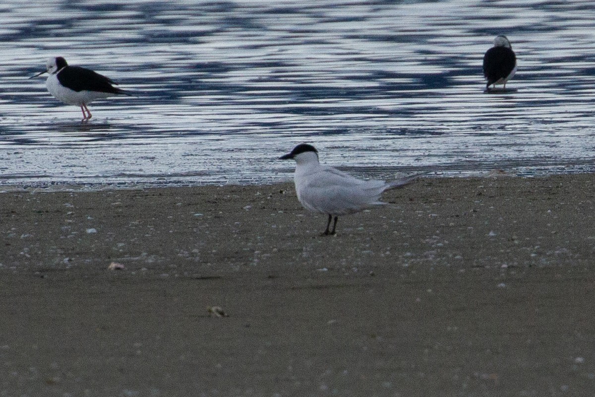 Gull-billed/Australian Tern - Bradley Shields